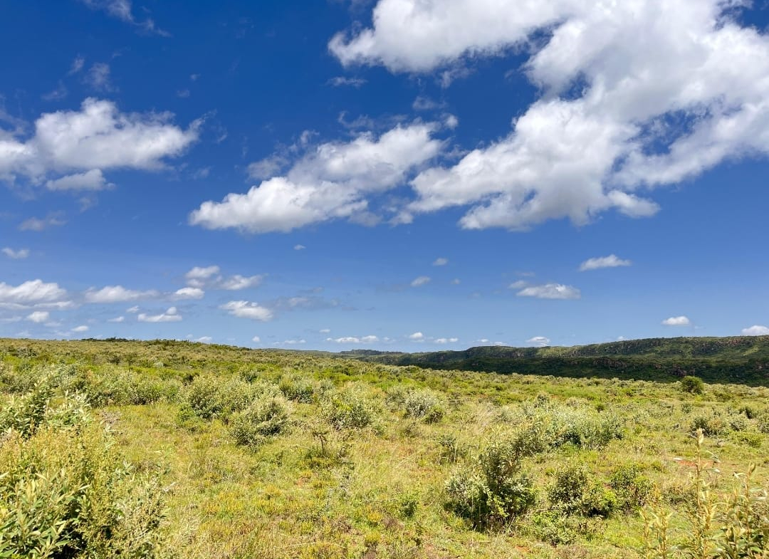 Prime Plots in Nachu phase 1