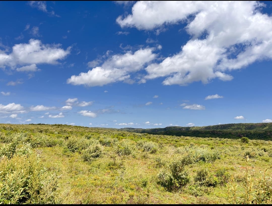 Prime Plots in Nachu phase 1