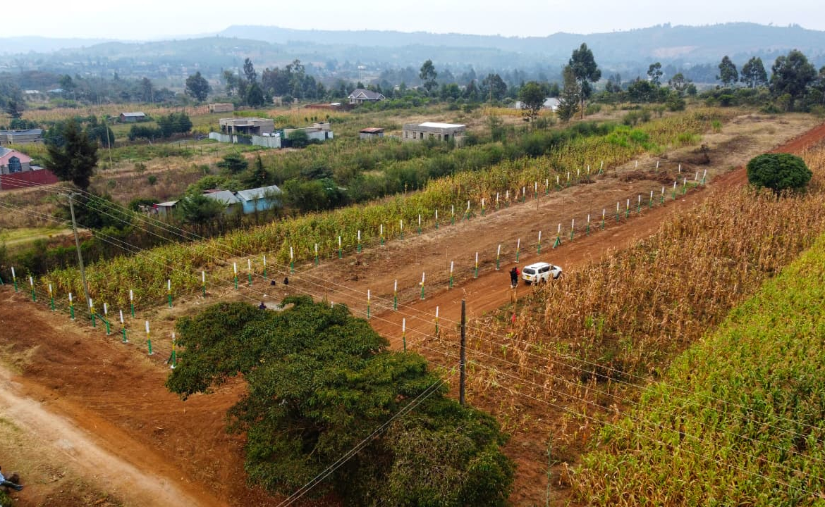 Mbomboini Estate