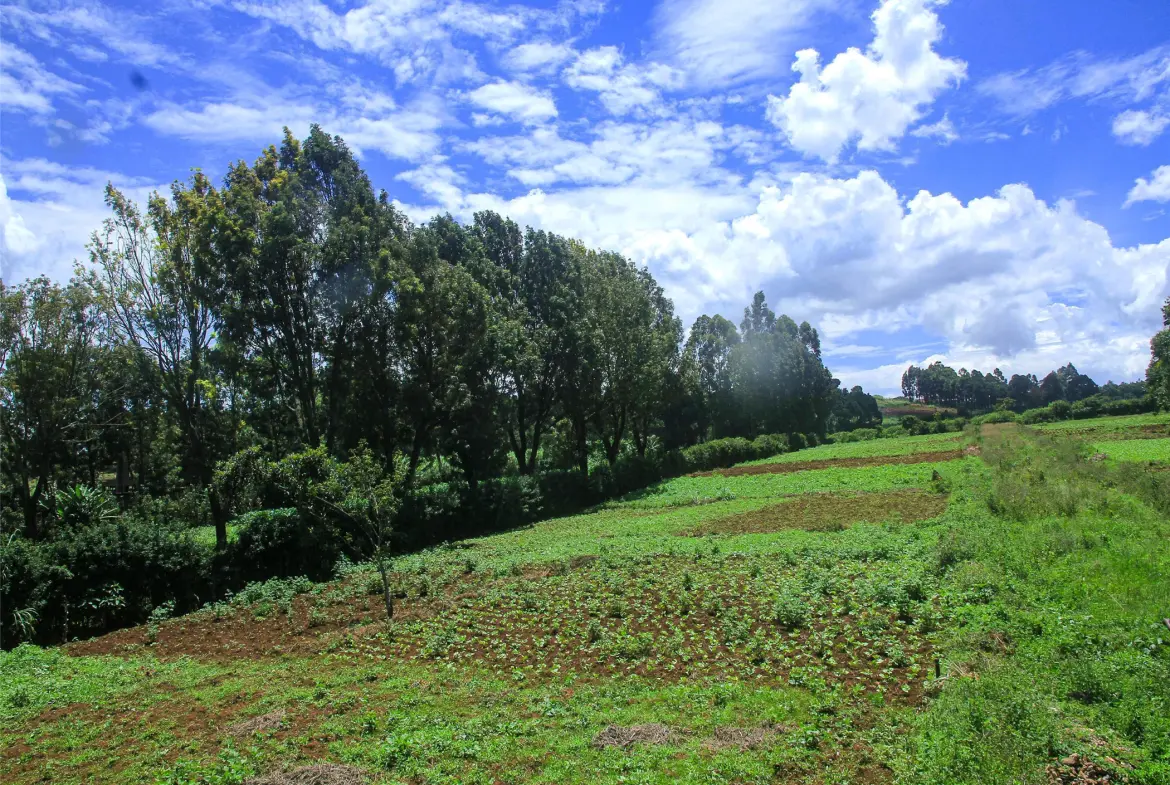 Oasis Gardens, Ondiri, Kikuyu