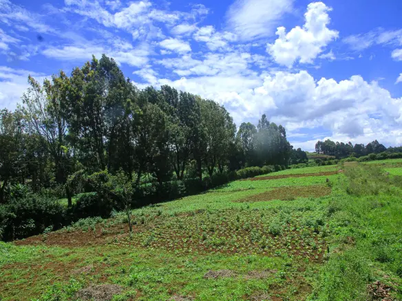 Oasis Gardens, Ondiri, Kikuyu