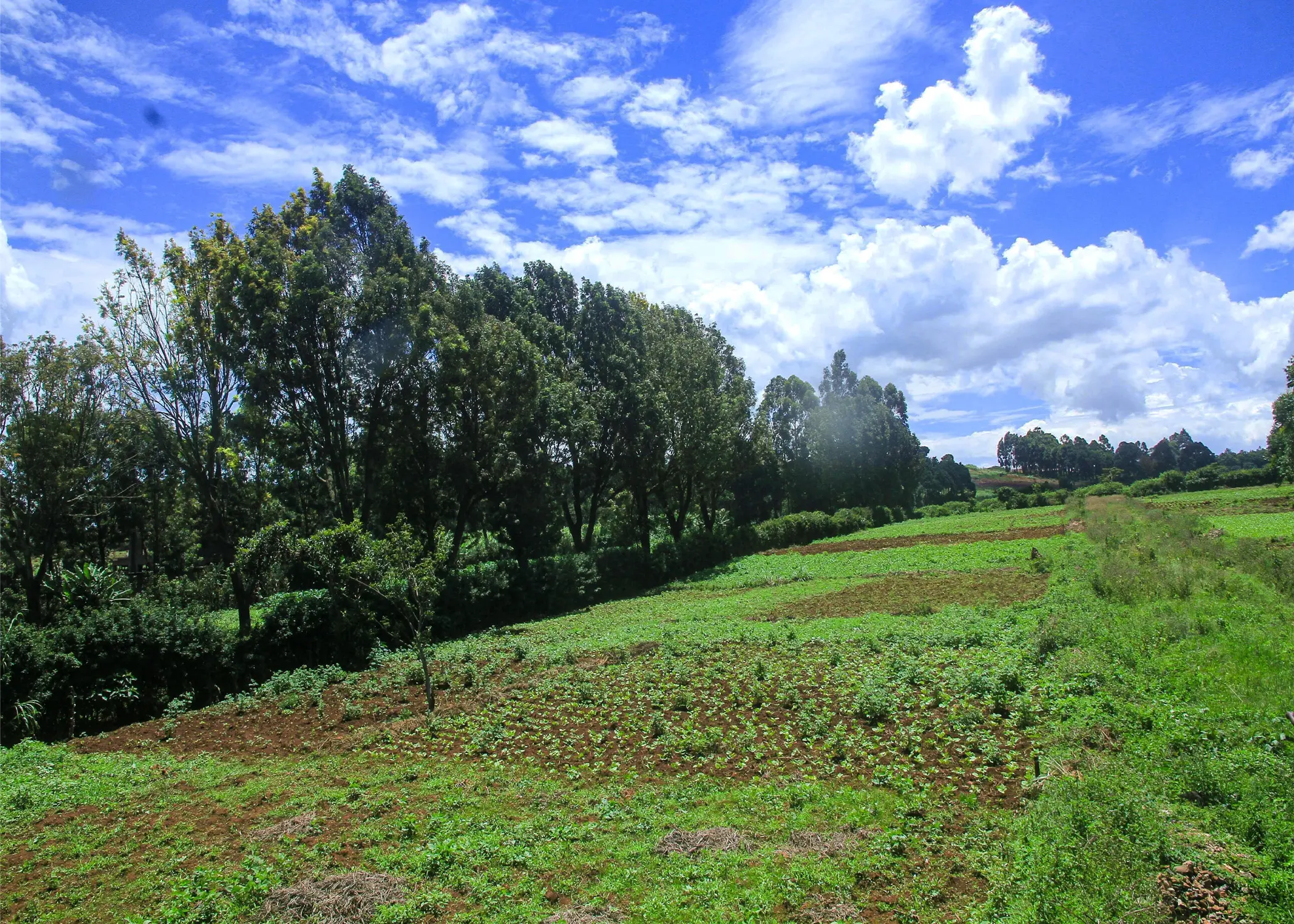 Oasis Gardens, Ondiri, Kikuyu